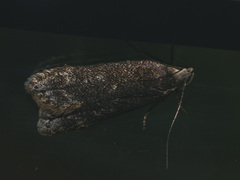 Anacampsis populella