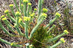 Euphorbia foliosa