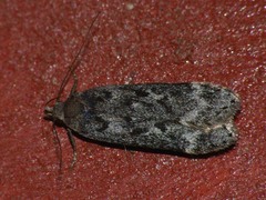 Anacampsis populella