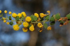 Acacia sertiformis
