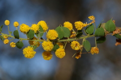 Acacia sertiformis