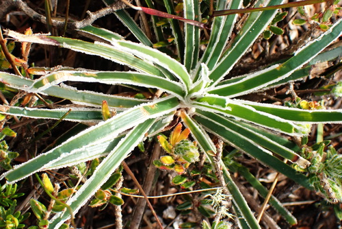 Image of Ficinia truncata by no rights reserved