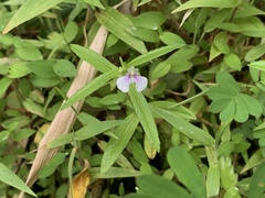 Impatiens herbicola