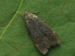 Anacampsis timidella