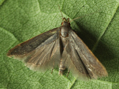 Anacampsis timidella