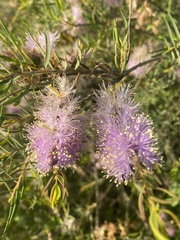 Melaleuca radula