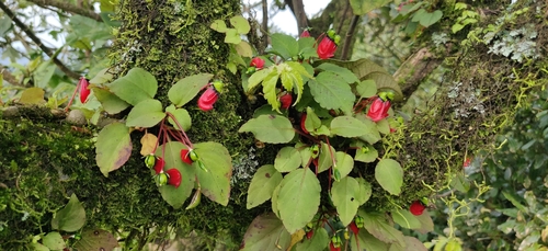 Impatiens parasitica, photograph 6