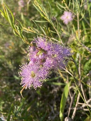 Melaleuca radula