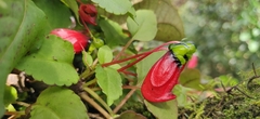 Impatiens parasitica