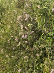 Melaleuca radula