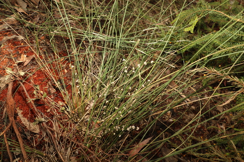 Lomandra beaniana