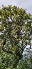 Strobocalyx arborea
