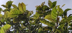 Strobocalyx arborea