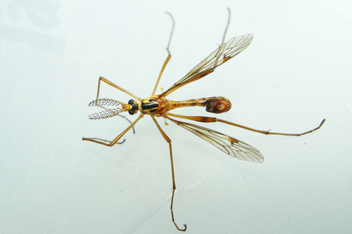 Ctenophora nubecula photo 3