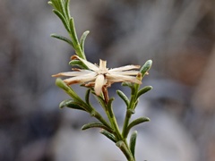 Olearia subspicata