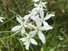 Sabatia difformis