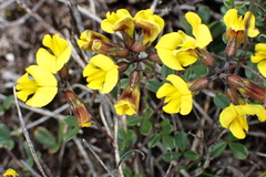Lotononis umbellata