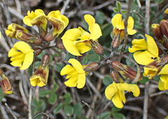 Lotononis umbellata