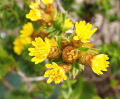 Oedera steyniae