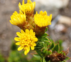 Oedera steyniae