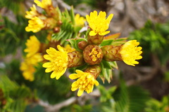 Oedera steyniae