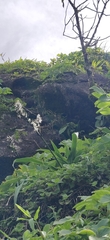 Chlorophytum malabaricum