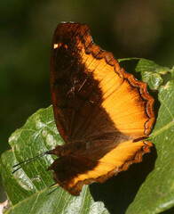 Eurytela dryope