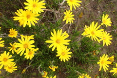Osteospermum scariosum