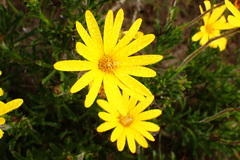 Osteospermum scariosum