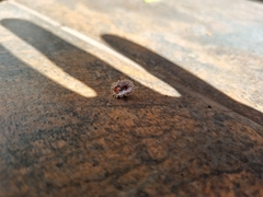 Aspidoproctus