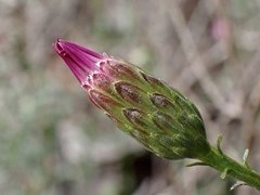 Olearia magniflora
