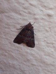 Mesoligia literosa
