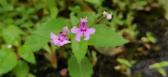 Impatiens goughii