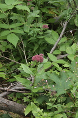 Hylotelephium telephium fabaria