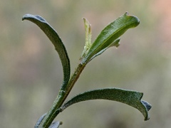 Olearia magniflora