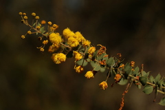 Acacia sertiformis