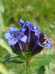 Gentiana dschungarica