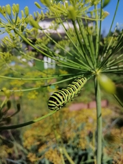 Papilio machaon