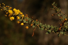 Acacia sertiformis