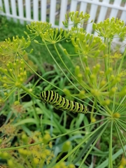 Papilio machaon