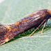 Apodia bifractella - Photo (c) cossus, μερικά δικαιώματα διατηρούνται (CC BY-NC)