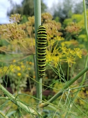 Papilio machaon