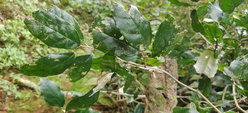 Image of Elaeagnus conferta by (c) T R Shankar Raman, some rights reserved (CC BY)