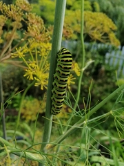 Papilio machaon