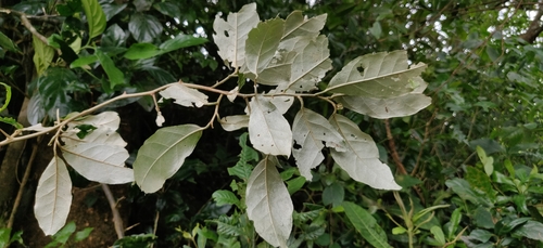 Elaeagnus conferta, photograph 6