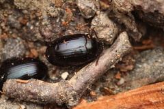 Platydema violacea