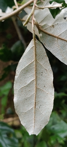 Image of Elaeagnus conferta by (c) T R Shankar Raman, some rights reserved (CC BY)