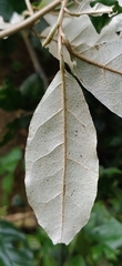 Elaeagnus conferta