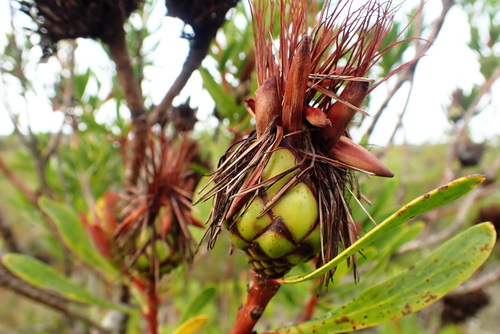 Image of Protea lanceolata by no rights reserved