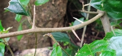 Elaeagnus conferta